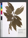 Smilacina japonica A. Gray 