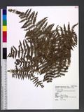 Pteridium aquilinum (L.) Kuhn subsp. wightianum (Wall.) W. C. Shieh 巒大蕨