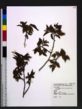 Salix fulvopubescens Hayata var. doii (Hayata) K. C. Yang & T. C. Huang h