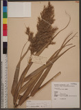 Phragmites australis (Cav.) Trin. ex Steud. Ī