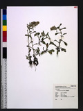Gnaphalium pensylvanicum Willd. ͸T