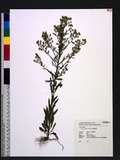 Conyza canadensis (L.) Cronq. [j
