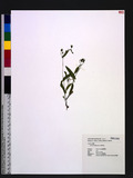 Ixeris polycephala Cass. hYW
