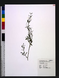 Lindernia antipoda (L.) Alston d