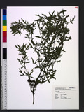 Ambrosia artemisiifolia L. ޯ
