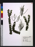 Lycopodium phlegma...