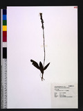 Peristylus formosanus (Schltr.) T. P. Lin OWO