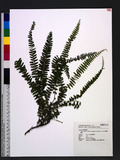 Lindsaea merrillii Copel. var. yaeyamensis (Tagawa) W. C. Shieh k