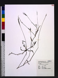 Microstegium ciliatum (Trin.) A. Camus 