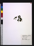 Geophila herbacea (Jacq.) Ktze. cὯ