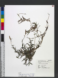 Eulaliopsis binata (Retz.) C. E. Hubb. T