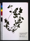 Clinopodium chinense (Benth.) Kuntze 