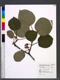 Actinidia chinensis Planch. var. setosa H. L. Li OWϮ