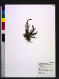 Oberonia rosea Hook. f.