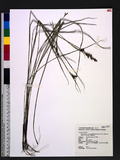 Rhynchospora rugosa (Vahl.) Gale subsp. brownii (Romer & Schult.) T. Koyama Ԥ