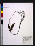 Hetaeria biloba (Ridl.) Seidenf. & J. J. Wood 圓唇伴蘭