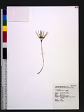 Bulbophyllum setac...