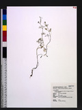 Cyclospermum leptophyllum (Persoon) Sprague ex Britton & P. Wilson 細葉旱芹