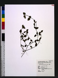 Legazpia polygonoides (Benth.) Yamazaki T͸