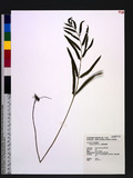 Lindsaea ensifolia Sw. b