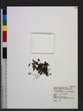 Microgonium bimarginatum v. d. Bosch e߳渭߿