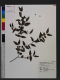 Damnacanthus indicus Gaertn. 