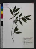 Damnacanthus angus...