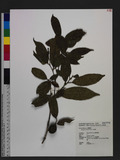 Sycopsis sinensis ...