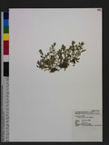 Selaginella leptophylla Bak. f