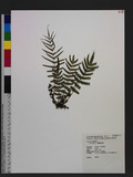 Pteris vittata L. \