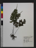 Asplenium excisum C. Presl ŸK