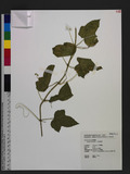 Passiflora foetida L. f