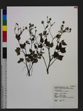 Ranunculus silerifolius Lev. _Wӣ