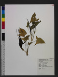 Typhonium roxburghii Schott Oh