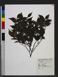 Decaspermum gracilentum (Hance) Merr. & L. M. Perry Ql