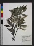 Salix fulvopubesce...