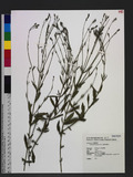 Verbena brasiliensis Vell. 狹葉馬鞭草