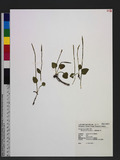 Ophioglossum retic...