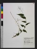Panicum brevifolium L. u