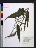 Setaria palmifolia (J. Konig) Stapf ĸ