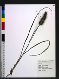 Pennisetum alopecuroides (L.) Spreng. T