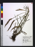 Pennisetum polystachion (L.) Schult. aT