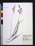Melinis repens (Willd.) Zizka