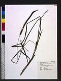 Setaria sphacelata (Schumach.) Stapf & C.E. Hubb. ex M.B. Moss