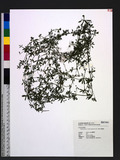 Galium spurium L. forma vaillantii (DC.) R. J. Moore ެoo