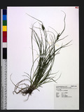 Carex breviculmis R. Br. uJW