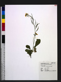 Brassica campestris L. var. amplexicaulis Makino o
