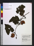 Thladiantha nudiflora Hemsl. ex Forb. & Hemsl. Cx
