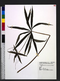 Paris polyphylla Smith var. stenophylla Franch. UC@K