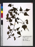 Rubus corchorifolius L. f. ܸa_l